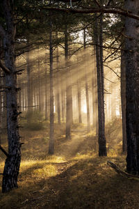 Sunlight streaming through trees in forest