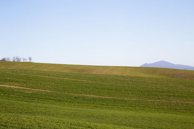 Scenic view of field against clear sky