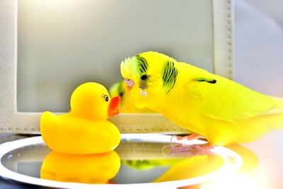 Close-up of parrot perching on yellow toy