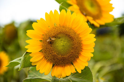 Close-up of bee on sunflower
