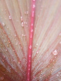 Full frame shot of wet pink flower