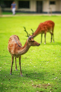 Deer grazing in a field