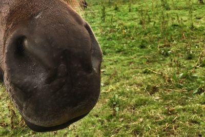 Close-up of horse on field