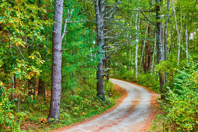 Road amidst trees in forest