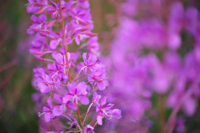 Close-up of pink flowering plant