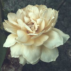 Close-up of rose blooming outdoors