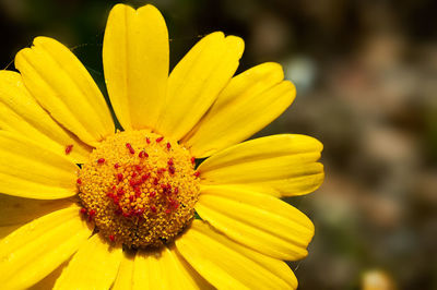 Close-up of yellow flower blooming outdoors