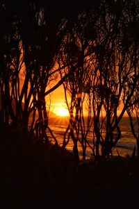 Silhouette trees on beach against sky during sunset