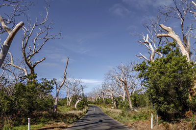 Road amidst trees against sky