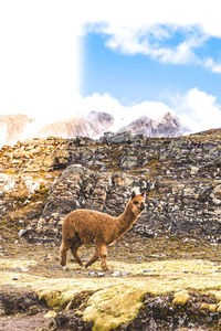 Deer standing on mountain