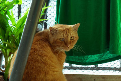 Cat sitting by window