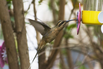 Close-up of bird perching on branch