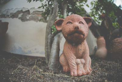 Close-up of dog looking at camera