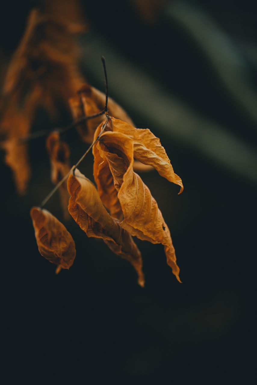 CLOSE-UP OF DRY LEAVES ON PLANT