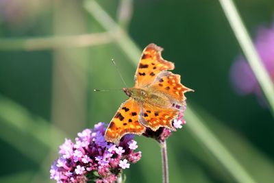 Close-up of butterfly pollinating on purple flower