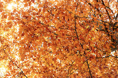 Low angle view of autumnal tree