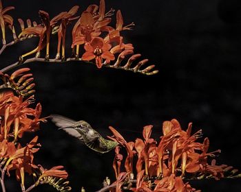 Close-up of birds on flowers at night