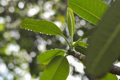 Close-up of plant leaves