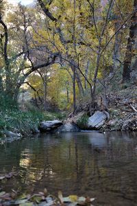 Scenic view of stream amidst trees in forest