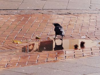 Bird perching on brick wall