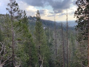 Scenic view of forest against sky