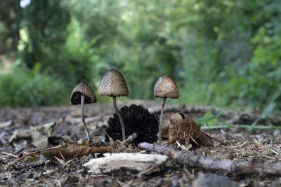 Close-up of mushroom growing on field