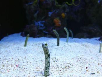 Close-up of garden eels in sand undersea