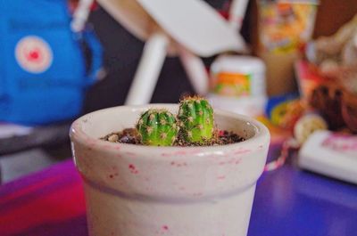 Close-up of potted plant on table