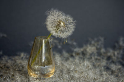 Dandelion in glass vase and dandelion seeds