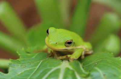 Close-up of green lizard on leaf