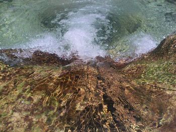 View of trees in water