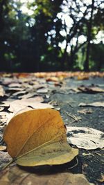 Close-up of dry maple leaf on land