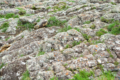 High angle view of a rock