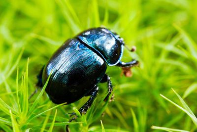 Close-up of ladybug on grass