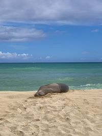 Scenic view of beach against sky with seal 