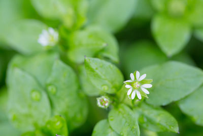 Close-up of flowering plant