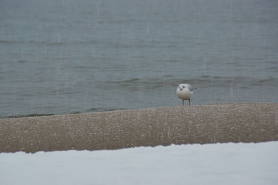 Seagull perching on a beach