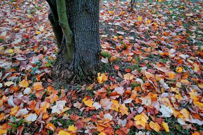 Autumn leaves on tree trunk