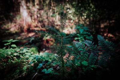 Close-up of fresh plants in forest