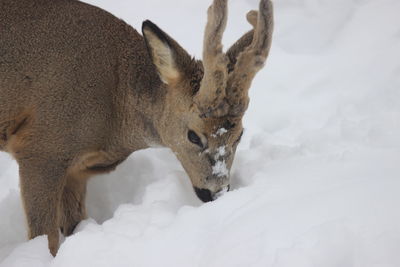 Close-up of horse on snow