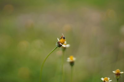 Close-up of insect on flower