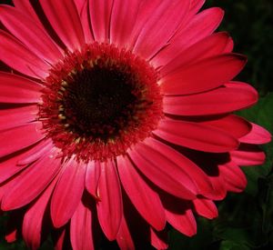 Close-up of gerbera daisy