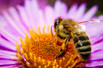 Close-up of honey bee on purple flower