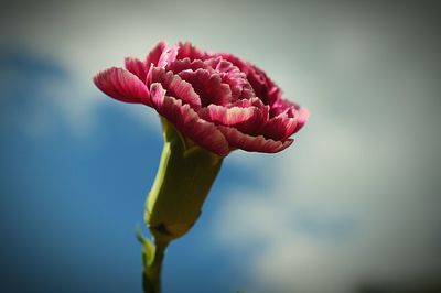 Close-up of tulip blooming outdoors