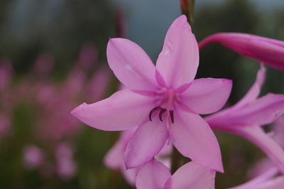 Close-up of pink flower blooming outdoors