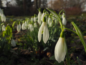 Close-up of white flowering plant