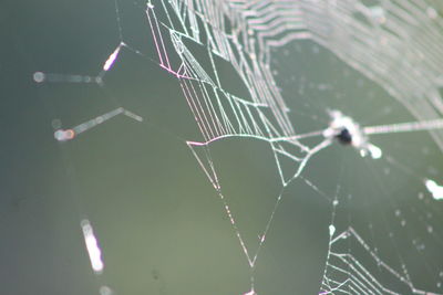 Close-up of spider on web