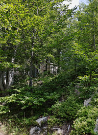 Trees and plants in forest