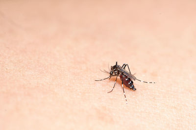 Close up of aedes mosquito bite human skin