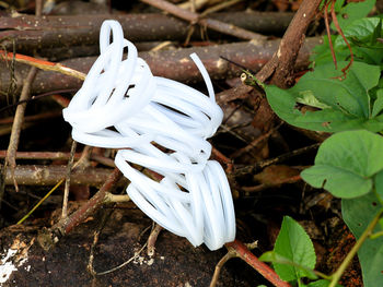 High angle view of white flowering plants on land